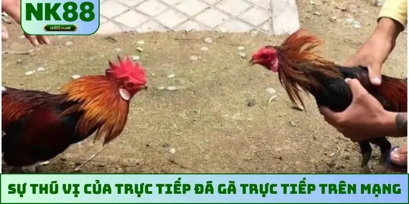 Sự thú vị của trực tiếp đá gà trực tiếp trên mạng